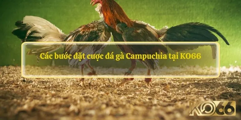 Các bước đặt cược đá gà Campuchia tại KO66