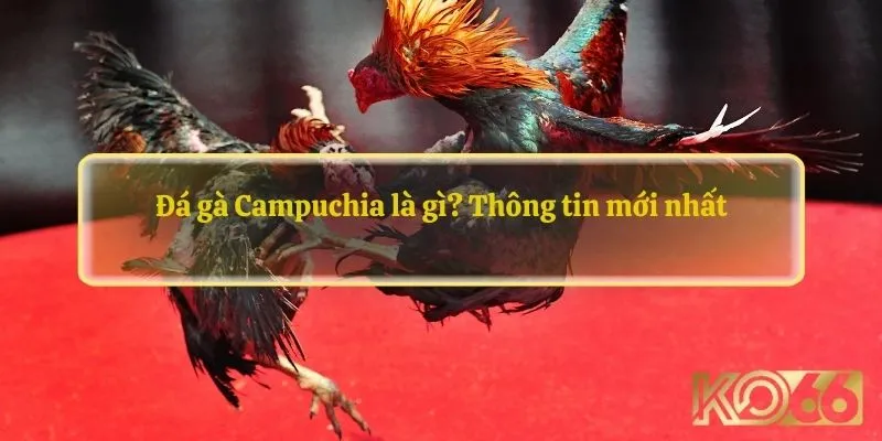 Đá gà Campuchia là gì? Thông tin mới nhất