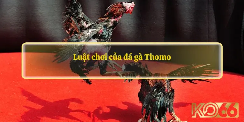 Luật chơi của đá gà Thomo