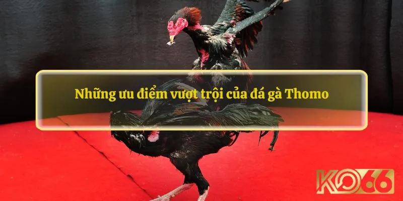 Những ưu điểm vượt trội của đá gà Thomo